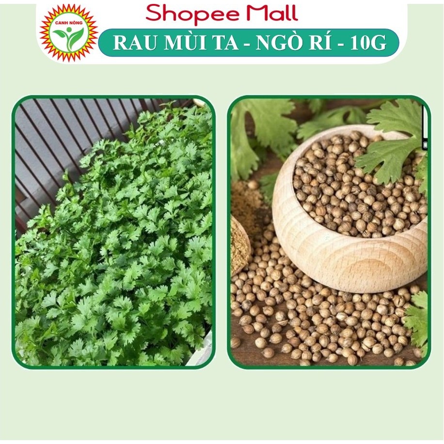 Hạt giống Ngò Hạt Nhỏ (10g~3000 hạt) - Ngò Rí, Mùi Tía dễ chăm, kháng bệnh tốt, trồng quanh năm - Hạt giống CANH NÔNG
