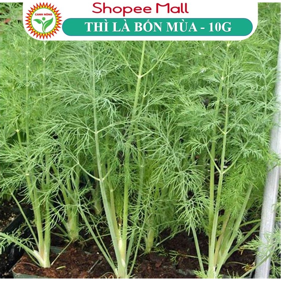 Hạt giống Thì Là Bốn Mùa (10g~2400 hạt) sinh trưởng mạnh, thu hoạch nhiều lần, trồng quanh năm - Hạt giống CANH NÔNG