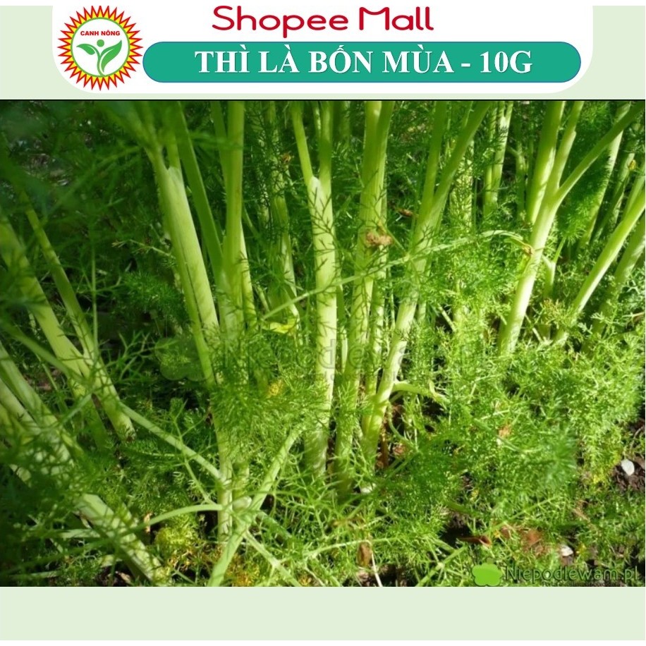 Hạt giống Thì Là Bốn Mùa (10g~2400 hạt) sinh trưởng mạnh, thu hoạch nhiều lần, trồng quanh năm - Hạt giống CANH NÔNG