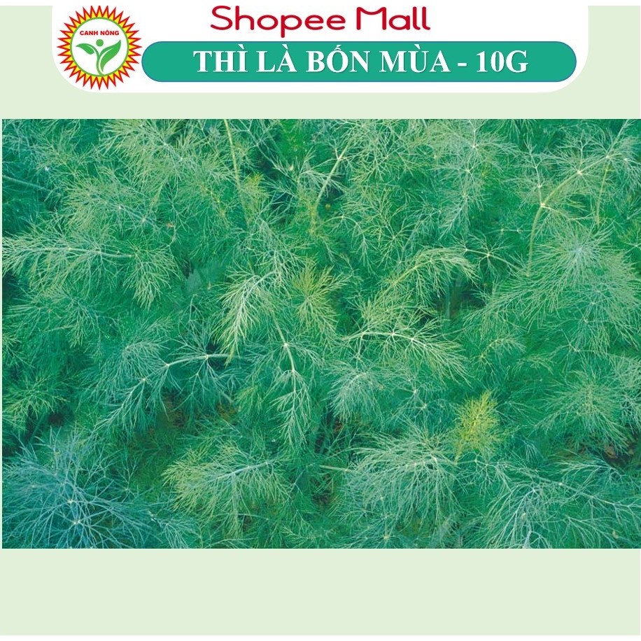 Hạt giống Thì Là Bốn Mùa (10g~2400 hạt) sinh trưởng mạnh, thu hoạch nhiều lần, trồng quanh năm - Hạt giống CANH NÔNG