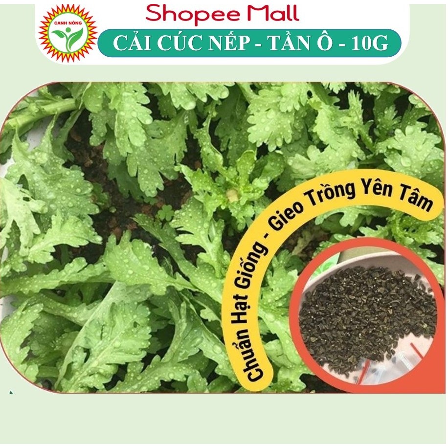 Hạt giống Tần Ô - Cải Cúc Nếp Lá Tròn (10g~3500 hạt) Nảy Mầm Tốt, ít sâu bệnh, trồng quanh năm - Hạt giống CANH NÔNG