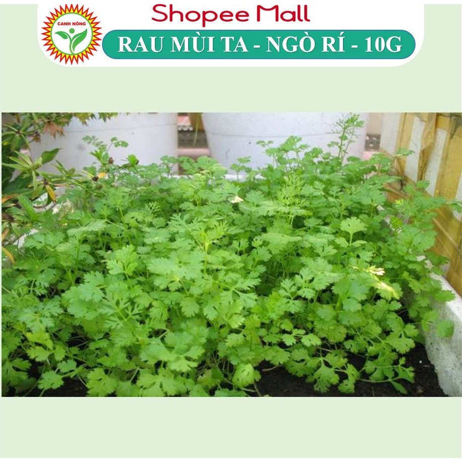 Hạt giống Ngò Hạt Nhỏ (10g~3000 hạt) - Ngò Rí, Mùi Tía dễ chăm, kháng bệnh tốt, trồng quanh năm - Hạt giống CANH NÔNG
