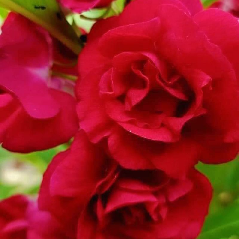 hạt giống hoa bóng nước kép💖 Siêu Xinh Nhiều Màu💖 đẹp xuất sắc