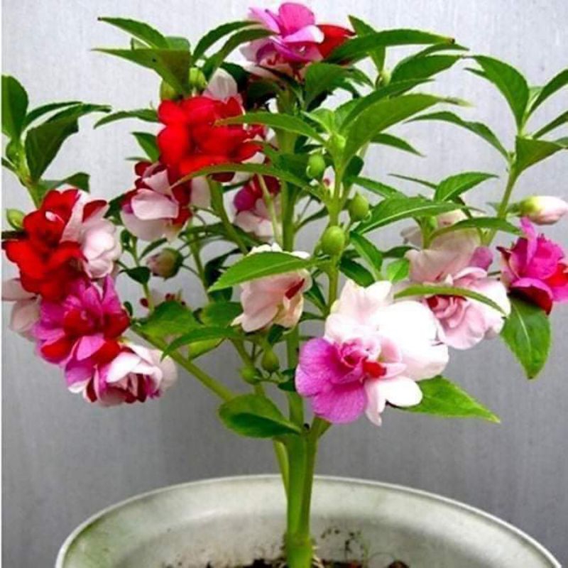 hạt giống hoa bóng nước kép💖 Siêu Xinh Nhiều Màu💖 đẹp xuất sắc