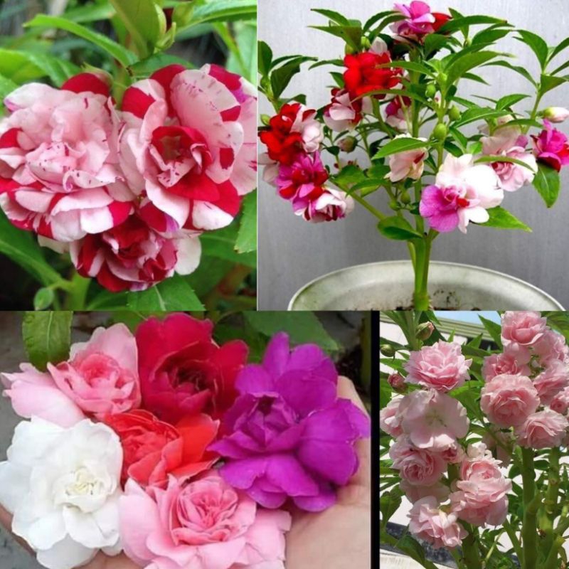 hạt giống hoa bóng nước nhiều màu chuẩn kép💖 SIÊU XINH💖hoa quanh năm.