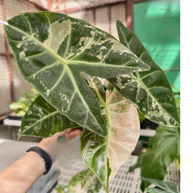 Alocasia pink dragon albo variegation- Môn rồng thân Hồng đột biến lá ...