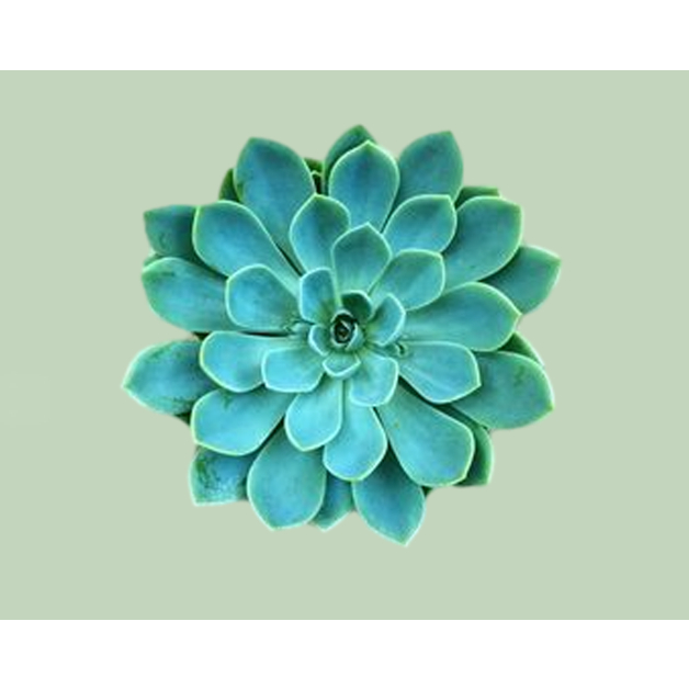 HÌNH ủi ép nhiệt-HÌNH HOA ủi quần áo-ỦI TRỰC TIẾP TẠI NHÀ BẰNG BÀN ỦI-giá khuyến mãi-THEO YÊU CẦU INBOX SHOP-LUCKY