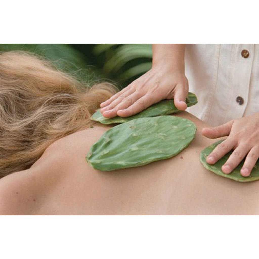 Lá giống xương rồng tai thỏ - Một loại cây đa năng