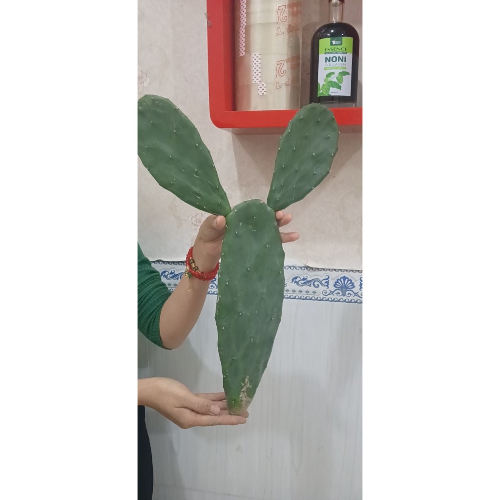 Lá giống xương rồng tai thỏ - Một loại cây đa năng