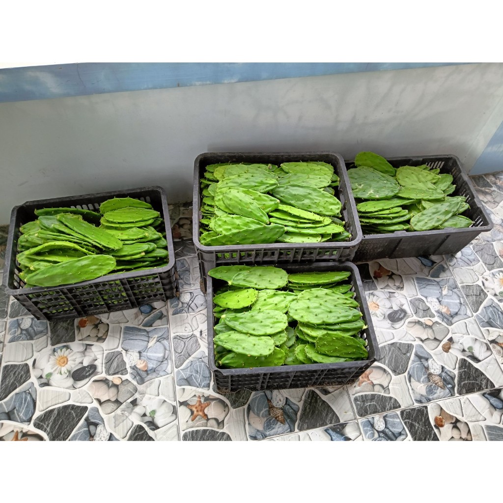 Xương rồng tai thỏ dùng làm món ăn