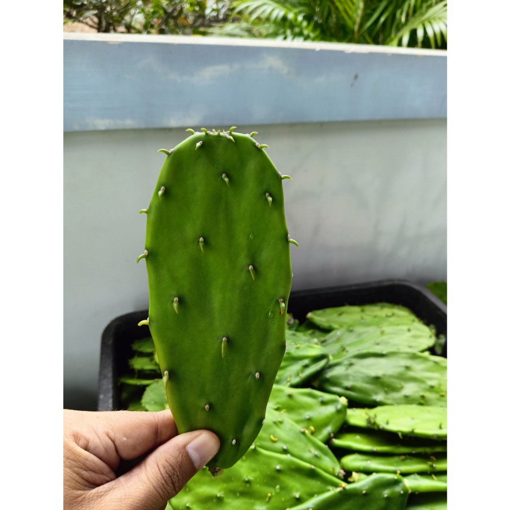 Xương rồng tai thỏ dùng làm món ăn