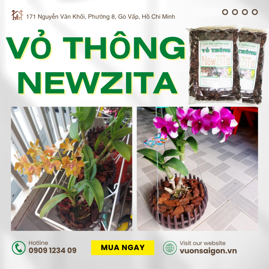 Vỏ thông New Zita đã qua xử lý 3