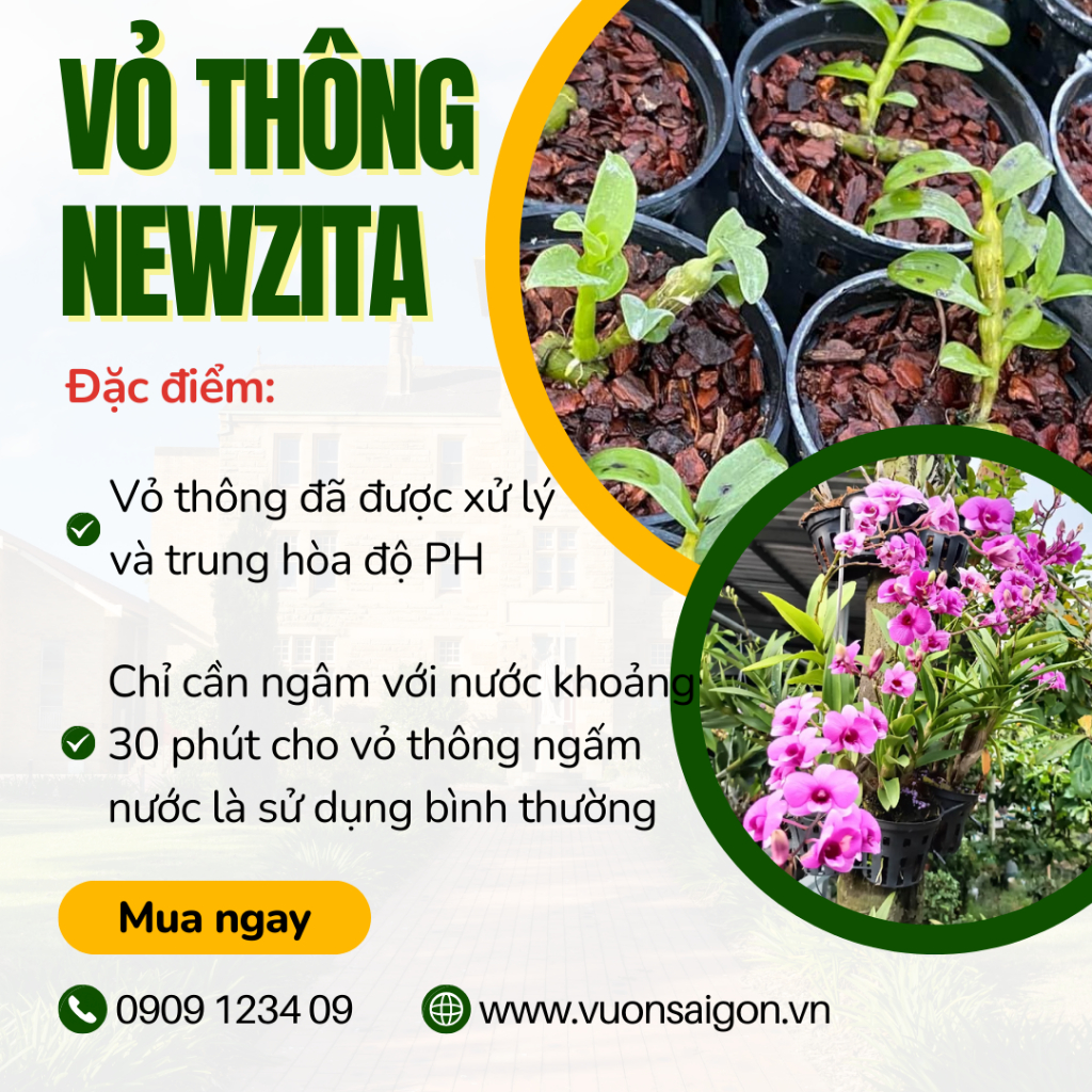 Vỏ thông New Zita đã qua xử lý 4