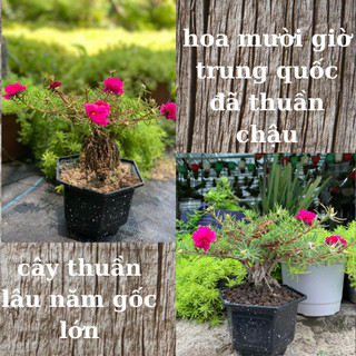 Hoa mười giờ bon sai trung quốc ( giao nguyên chậu )