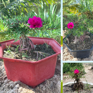 Hoa mười giờ bon sai trung quốc ( giao nguyên chậu )
