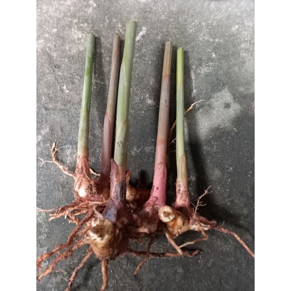 500G Củ Riềng Đỏ Già Có Rễ Để Trồng | Shopee Việt Nam