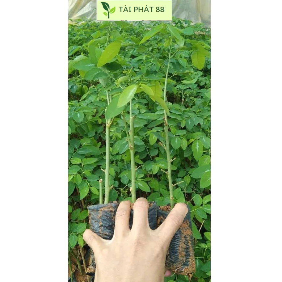 CÂY GIỐNG RAU NGÓT RỪNG ( Rau Sắng ) | Shopee Việt Nam