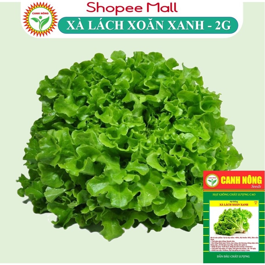 Hạt giống Xà Lách Xoăn Xanh (2g~1000 hạt) Chịu Nhiệt Tốt, Nhanh Thu Hoạch - Hạt giống CANH NÔNG