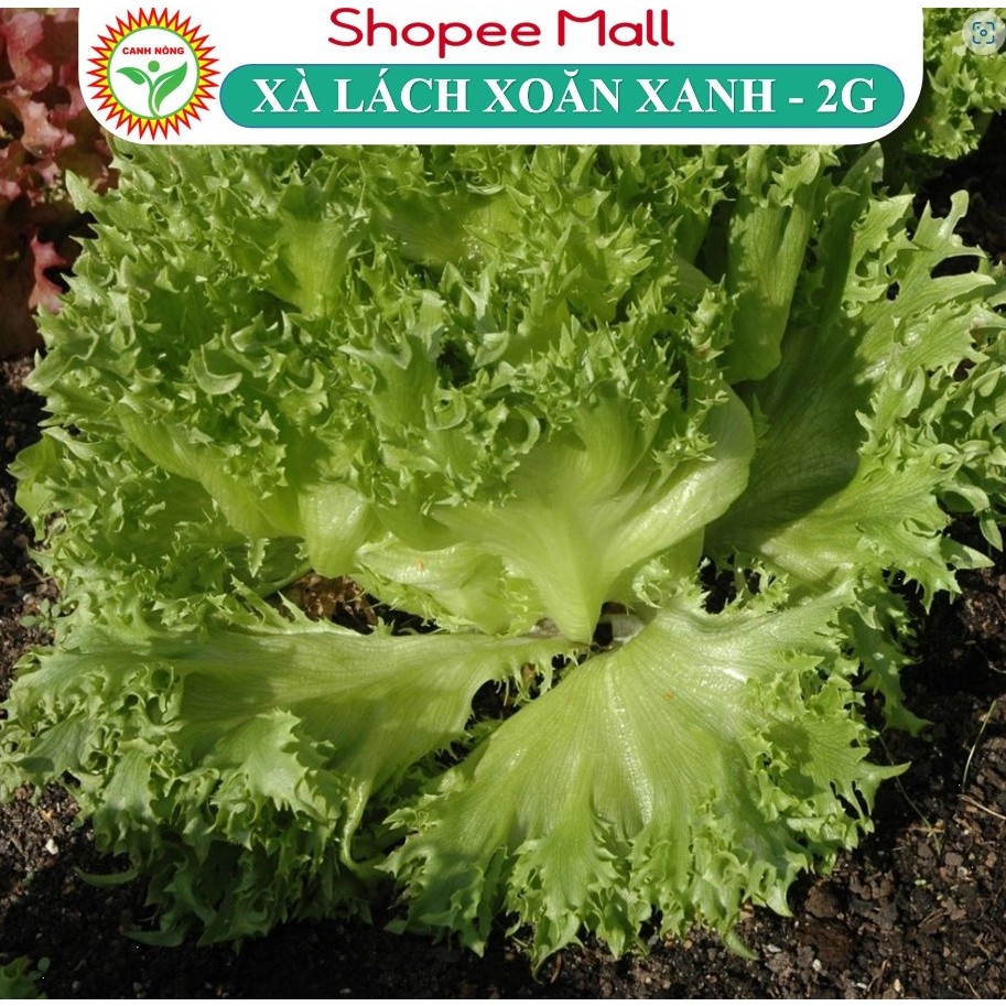 Hạt giống Xà Lách Xoăn Xanh (2g~1000 hạt) Chịu Nhiệt Tốt, Nhanh Thu Hoạch - Hạt giống CANH NÔNG