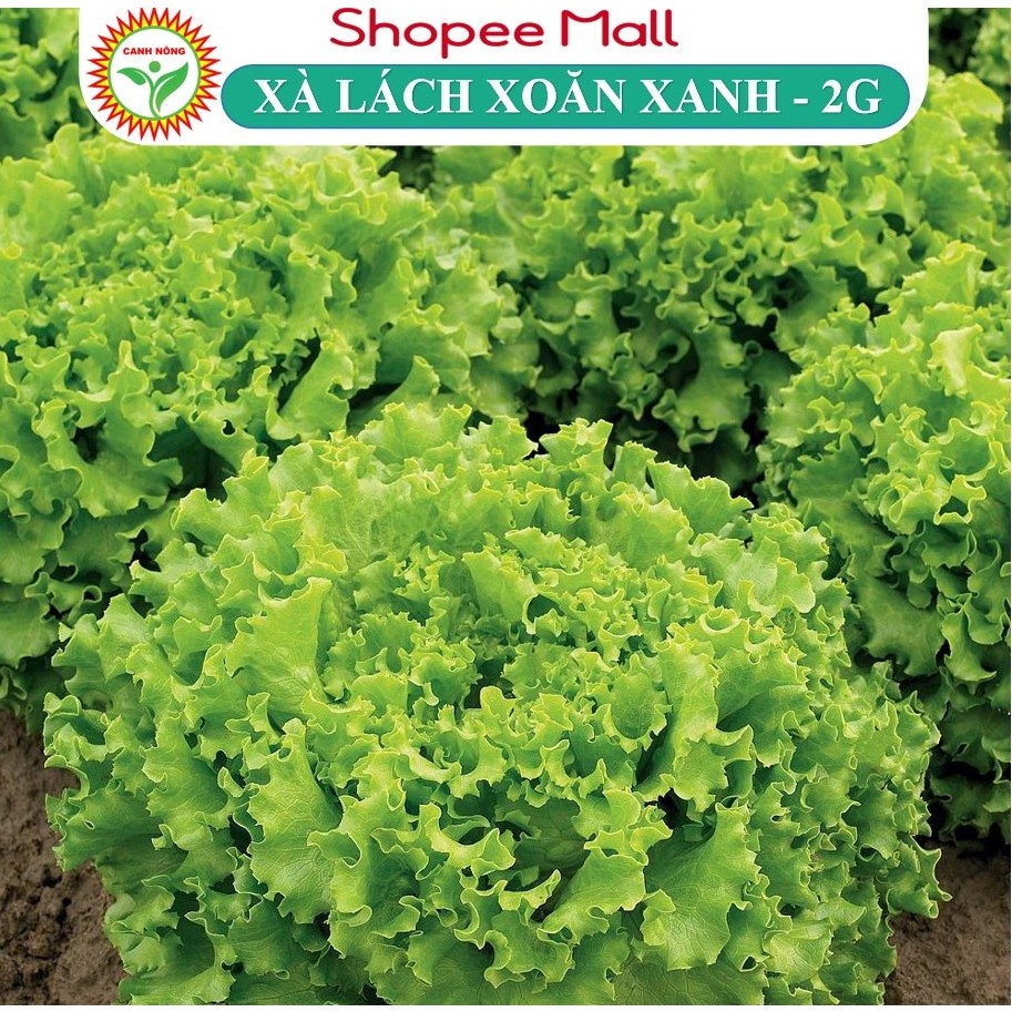 Hạt giống Xà Lách Xoăn Xanh (2g~1000 hạt) Chịu Nhiệt Tốt, Nhanh Thu Hoạch - Hạt giống CANH NÔNG