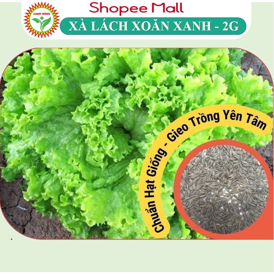 Hạt giống Xà Lách Xoăn Xanh (2g~1000 hạt) Chịu Nhiệt Tốt, Nhanh Thu Hoạch - Hạt giống CANH NÔNG