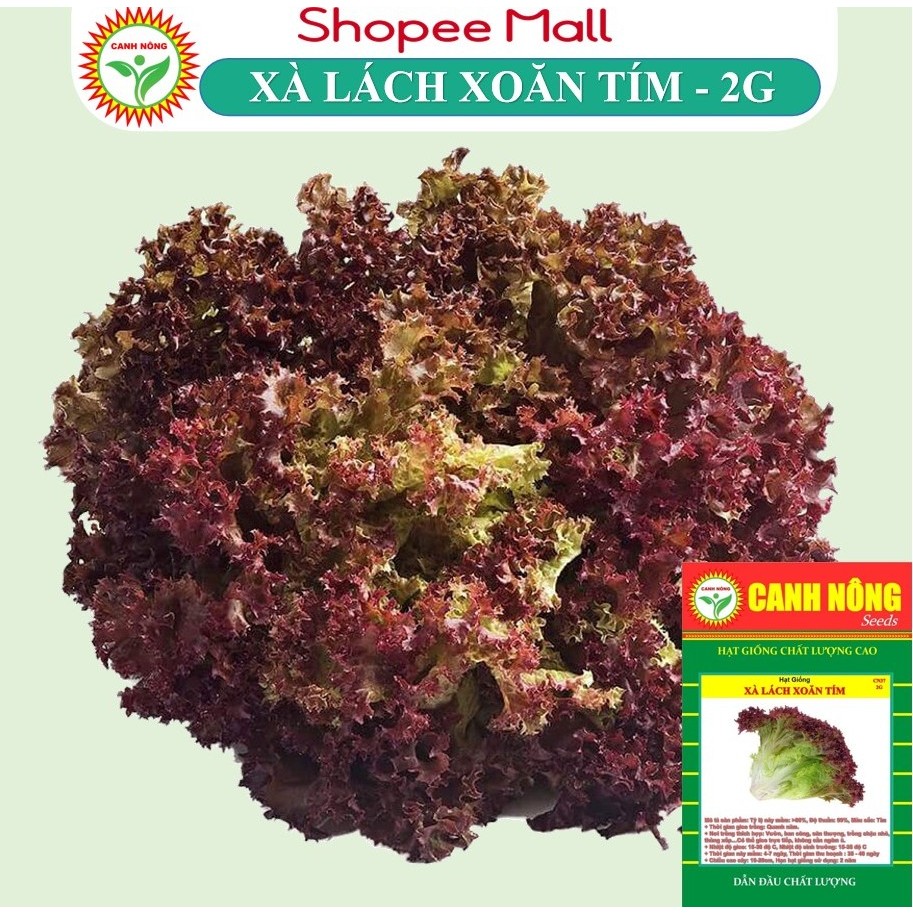 Hạt giống Xà Lách Xoăn Tím Lollo (2g~1200 hạt) giàu dinh dưỡng, nảy mầm tốt, sinh trưởng khỏe - Hạt giống CANH NÔNG