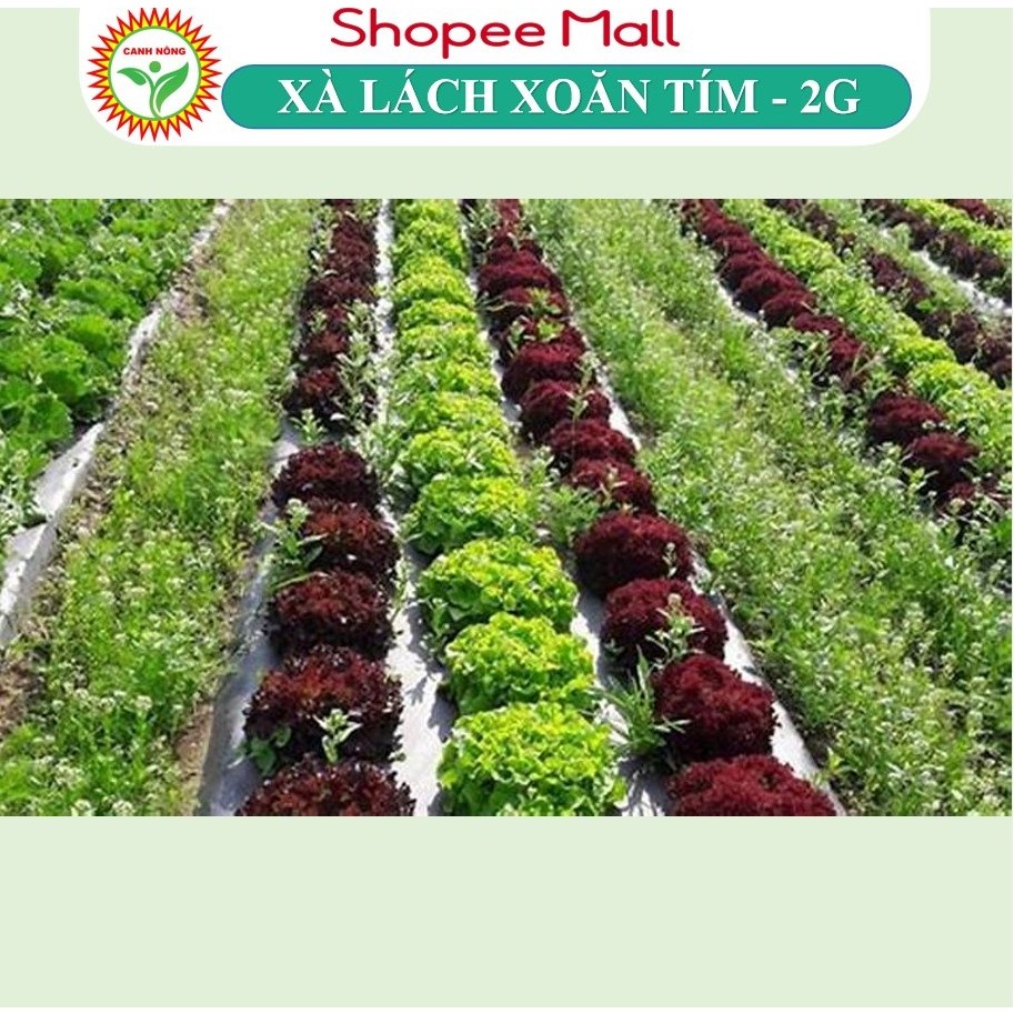 Hạt giống Xà Lách Xoăn Tím Lollo (2g~1200 hạt) giàu dinh dưỡng, nảy mầm tốt, sinh trưởng khỏe - Hạt giống CANH NÔNG