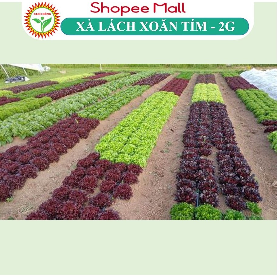 Hạt giống Xà Lách Xoăn Tím Lollo (2g~1200 hạt) giàu dinh dưỡng, nảy mầm tốt, sinh trưởng khỏe - Hạt giống CANH NÔNG