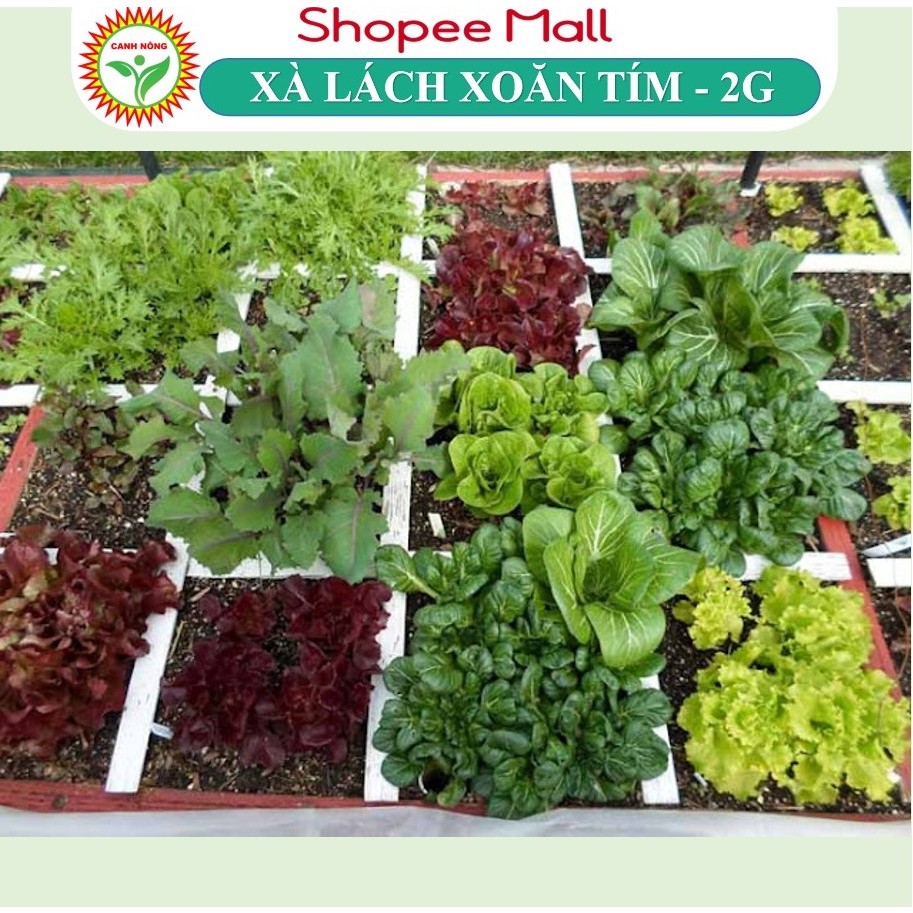 Hạt giống Xà Lách Xoăn Tím Lollo (2g~1200 hạt) giàu dinh dưỡng, nảy mầm tốt, sinh trưởng khỏe - Hạt giống CANH NÔNG