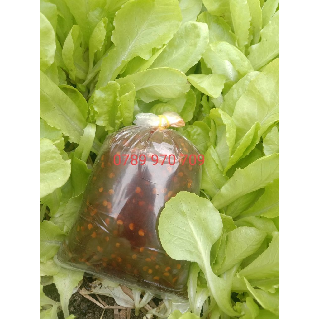gói 500g Ớt Rim Quảng Ngãi, Tương Ớt Xào Tỏi Ớt, đặc Sản Miền Trung Vị Cay, Ngọt, Ăn Cùng Gỏi, Mì Gói,...Siêu Dínhí