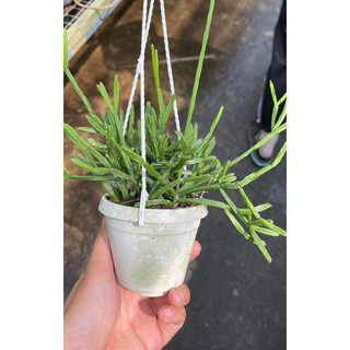 Chậu treo các loại Xương rồng dây - Rhipsalis - decor bàn làm việc, ban công - |Vườn Như Ngọc| - Vận chuyển hoả tốc