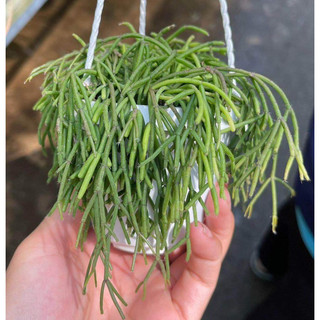 Chậu treo các loại Xương rồng dây - Rhipsalis - decor bàn làm việc, ban công - |Vườn Như Ngọc| - Vận chuyển hoả tốc