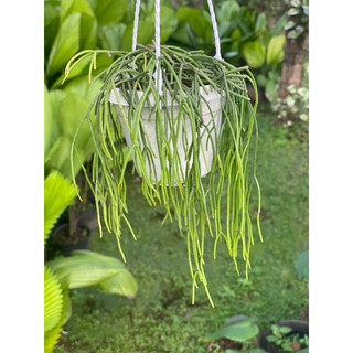 Chậu treo các loại Xương rồng dây - Rhipsalis - decor bàn làm việc, ban công - |Vườn Như Ngọc| - Vận chuyển hoả tốc