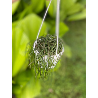 Chậu treo các loại Xương rồng dây - Rhipsalis - decor bàn làm việc, ban công - |Vườn Như Ngọc| - Vận chuyển hoả tốc