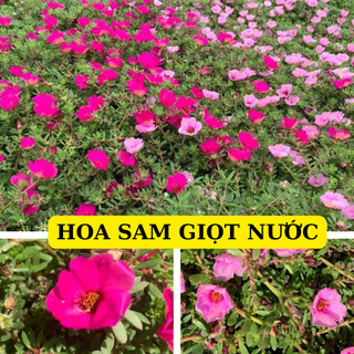 Hoa sam giọt nước 2 màu  số lượng hoa nở nhiều