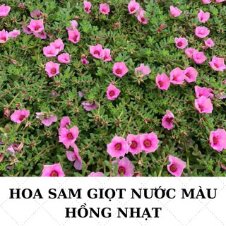 Hoa sam giọt nước 2 màu  số lượng hoa nở nhiều
