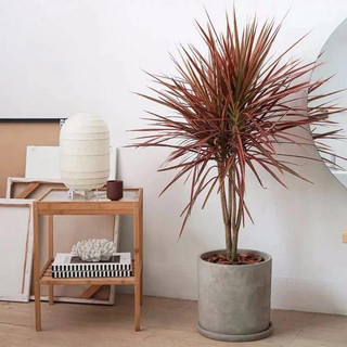 Chậu nhựa đen mềm HỒNG PHÁT TÀI ĐỎ - Cây huyết dụ decor sân vườn |Vườn Như Ngọc| - đã bật hỏa tốc