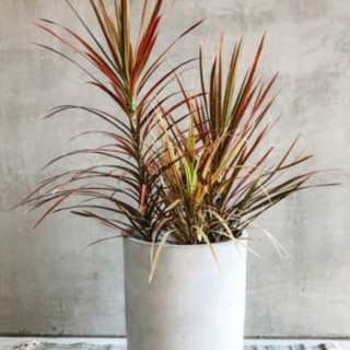 Chậu nhựa đen mềm HỒNG PHÁT TÀI ĐỎ - Cây huyết dụ decor sân vườn |Vườn Như Ngọc| - đã bật hỏa tốc
