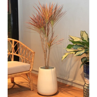 Chậu nhựa đen mềm HỒNG PHÁT TÀI ĐỎ - Cây huyết dụ decor sân vườn |Vườn Như Ngọc| - đã bật hỏa tốc