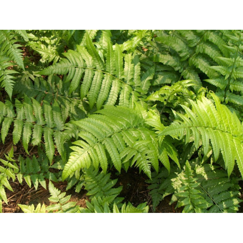 10 cây rau dớn loại vừa (gốc giống thuần vườn) | Shopee Việt Nam