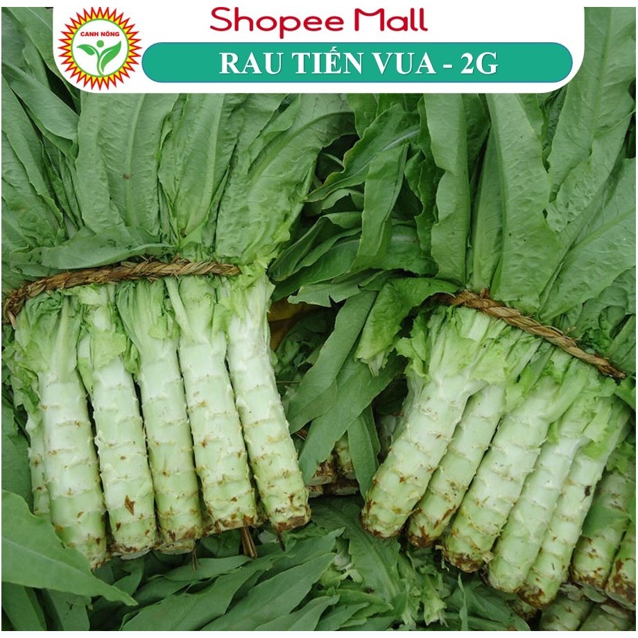 Hạt giống Rau Tiến Vua (2g~1200 hạt) thu hoạch nhiều lần, dễ trồng - Hạt giống CANH NÔNG