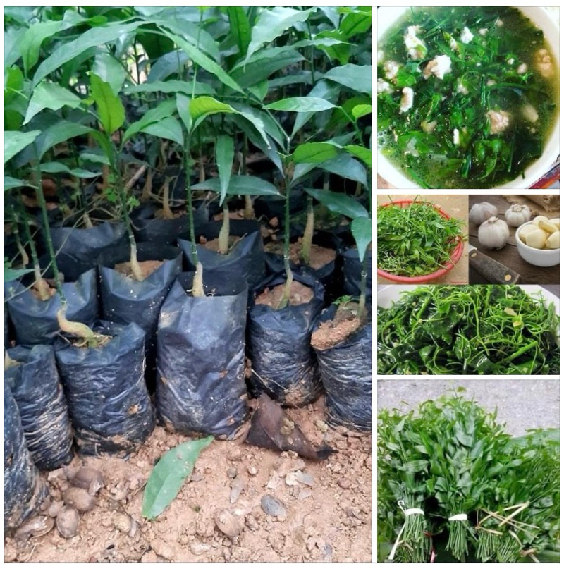 Cây giống rau Sắng ( rau ngót rừng) có sỉ | Shopee Việt Nam
