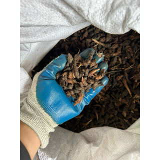 Củ Gấu (Hương Phụ) Khô 1KG – Điều Kinh, Giảm Đau Bụng Kinh, Cân Bằng Nội Tiết, Dược Liệu Sạch