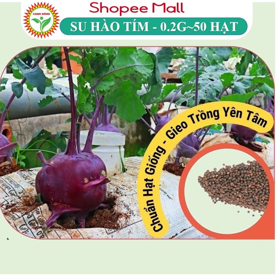Hạt giống Su Hào Tím Củ To trồng quanh năm, dẽ chăm sóc, năng suất cao - Hạt giống CANH NÔNG