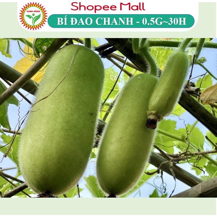 Hạt giống Bí Đao Chanh Lai F1 (0,5g~30 hạt) siêu trái, trồng quanh năm, đậu quả cao - Hạt giống CANH NÔNG