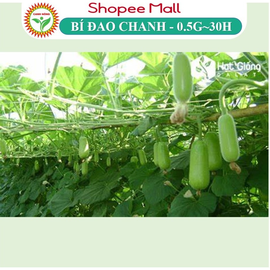 Hạt giống Bí Đao Chanh Lai F1 (0,5g~30 hạt) siêu trái, trồng quanh năm, đậu quả cao - Hạt giống CANH NÔNG