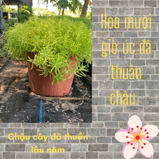 Hoa mười giờ úc 25000/ 1 chậu lớn
