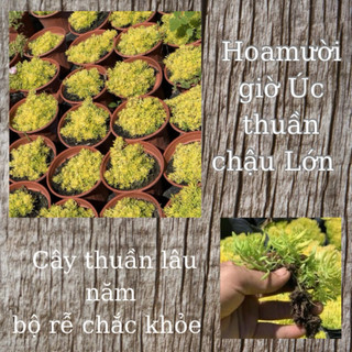 Hoa mười giờ úc 25000/ 1 chậu lớn