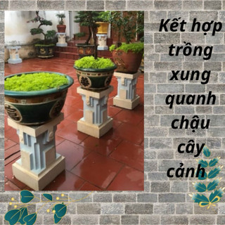 Hoa mười giờ úc 25000/ 1 chậu lớn