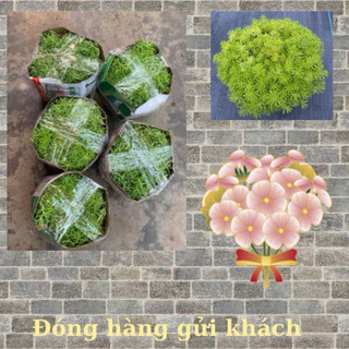 Hoa mười giờ úc 25000/ 1 chậu lớn